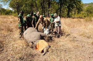Black rhino anti-poaching and monitoring at Liwonde National Park