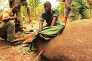 Black rhino anti-poaching and monitoring at Liwonde National Park