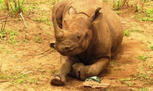 Black rhino anti-poaching and monitoring at Liwonde National Park